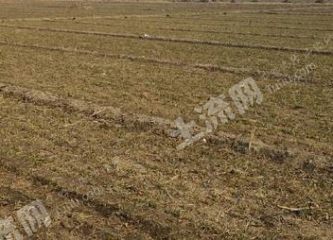 衡水深州市 15亩 水浇地 经营权出租