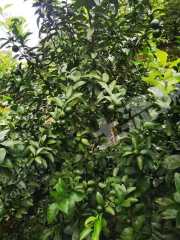 玉林北流市55亩果园经营权转让