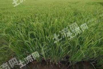 齐齐哈尔泰来县420亩水田经营权出租