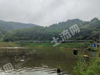 肇庆高要区52亩坑塘经营权出租