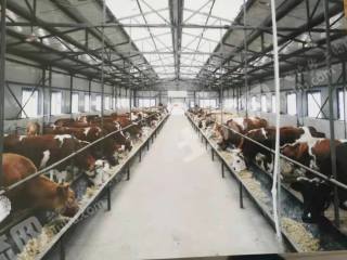 吉林永吉县120亩畜牧养殖用地经营权转让