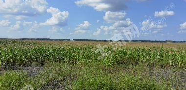 大庆龙凤区940亩旱地经营权转让