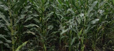 齐齐哈尔梅里斯达斡尔族区2300亩旱地经营权转让