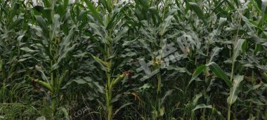 大庆杜尔伯特蒙古族自治县5000亩旱地经营权出租