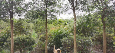 泰州高港区 40亩 有林地 经营权转让