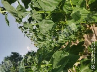 通辽开鲁县5000亩其它耕地经营权转让