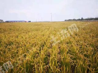 大庆肇州县4500亩水田经营权转让