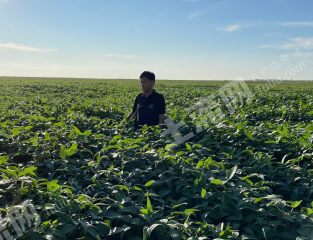 绥化望奎县40000亩旱地经营权出租