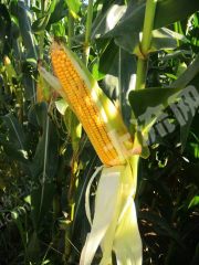 大庆大同区3000亩旱地经营权出租