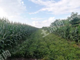 山东潍坊 5亩 园地 经营权出租