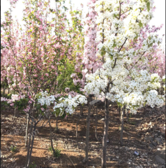 潍坊昌邑市600平米农家庭院使用权出租