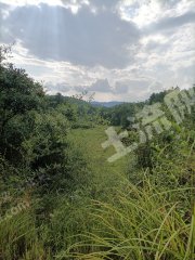 赣州宁都县1805亩有林地经营权转让