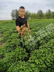 大庆大同区 4600亩 旱地 经营权出租