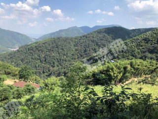 杭州富阳区40亩茶园经营权出租