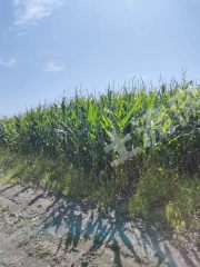 兴安盟阿尔山市60000亩旱地经营权出租