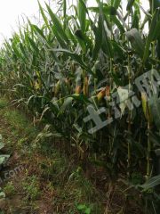 兴安盟阿尔山市30000亩旱地经营权出租