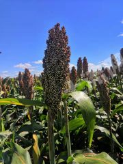 绥化兰西县6600亩旱地经营权出租