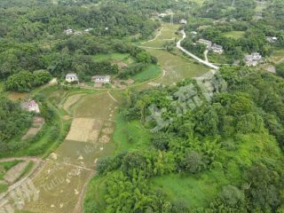 乐山五通桥区180亩高标准农田经营权出租