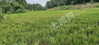 乐山五通桥区 130亩 水田 经营权出租