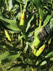 大庆让胡路区1800亩旱地经营权出租