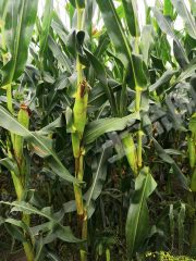 大庆让胡路区400亩旱地经营权出租