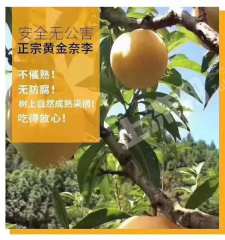 清远阳山县200亩果园经营权转包