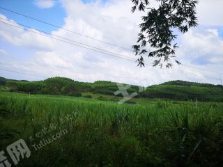 什么土地适合种植甘蔗 center_mid