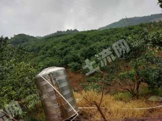 清远阳山县80亩茶园经营权转包