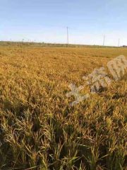 绥化安达市800亩水田经营权出租
