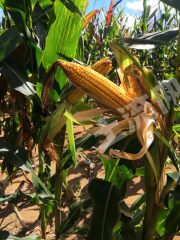 绥化兰西县5500亩旱地经营权出租