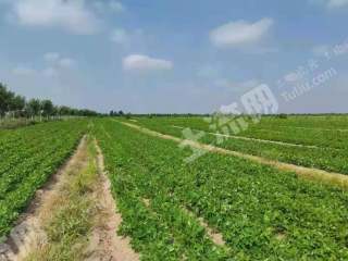 四平双辽市5000亩旱地经营权出租