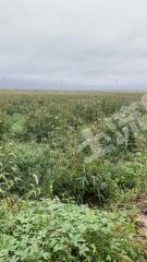 海安市1500亩中草药种植用地