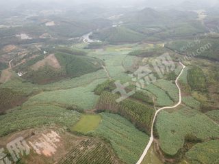 什么土地适合种植甘蔗 center_mid