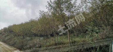 乐山沙湾区1000亩林地经营权转让