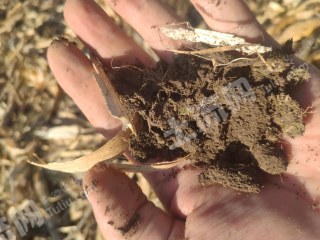 齐齐哈尔富裕县5000亩旱地经营权出租