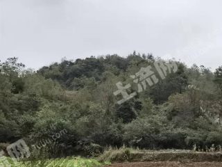 白云125.5亩荒山使用权流转