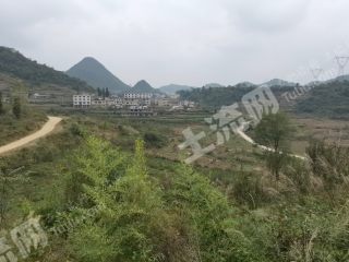 白云300亩蜂糖李果园出租