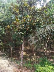 郑州惠济区50亩果园+苗木地经营权转让XX1609