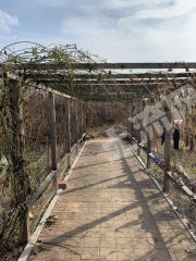 大连庄河市长岭镇 160亩 果园 经营权转让