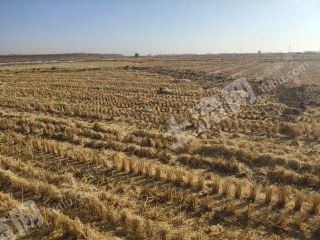 齐齐哈尔富裕县1200亩水田经营权出租