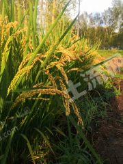 大庆让胡路区3000亩水田经营权出租