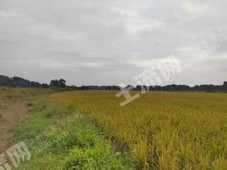 江门台山市70亩水田经营权出租