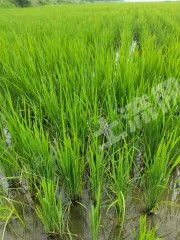 齐齐哈尔梅里斯达斡尔族区4500亩水田经营权出租