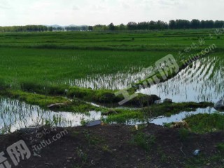 兴安盟扎赉特旗600亩水田经营权出租