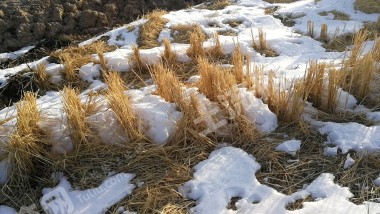 齐齐哈尔泰来县1000亩水田经营权出租