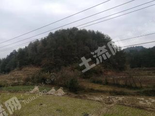 开阳80亩林地经营权出租