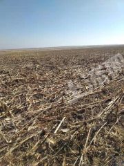 大庆让胡路区1500亩旱地经营权出租