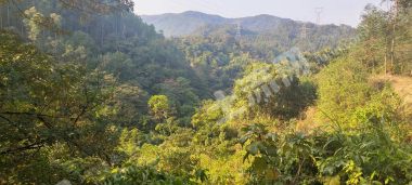 漳州龙海市500亩其它林地经营权转让