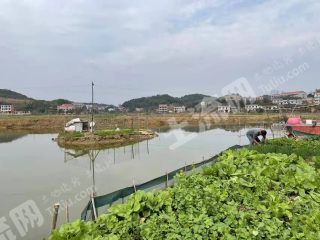娄底双峰县80亩水产养殖用地经营权转让