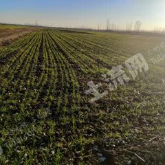 潍坊昌邑市1200亩水浇地经营权出租